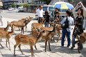 Nächster Morgen, die Tiere sind überall und vor allem auf der Suche nach Nahrung.