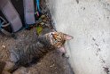 Somit warten dort geschickte Katzen auf den Moment zwischen Aufstehen und Abräumen. Kurzer Sprung auf den Tisch und der Rest ist weg.