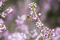 Das begeistert die Unzahl von Bienen.