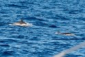 Madeira 2018-01-16 11-28-40 (DSC_0733)