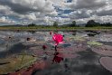 Seerose auf dem Inle Lake