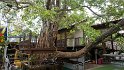 Der heilige Bodhi-Baum im Tempel. Aus einem Ableger des Baums gewachsen unter dem Buddha die Erleuchtung fand.