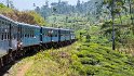 ... und Teefelder bis zum Horizont. Unglaublich wieviel Tee hier in Sri Lanka wächst. Sämtiche Kaffepflanzen fielen einer Pilzinfektion im 19. Jahrhundert zum Opfer ...