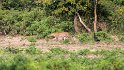 Da ist er, sehr scheu, der König vom Nationalpark. Ein Leopard zieht in sicherer Entfernung an uns vorbei.