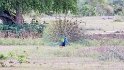 Die Dämmerung naht nach über 3 Stunden Nationalpark, mit dem Pfau verlassen wir den Nationalpark.