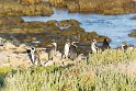 Die ersten Pinguine im Freien, noch auf Robben Island. Auf alle Fälle vorher <a href="http://webtickets.co.za/events/featured/robben-island-museum-tour/76219" target="_blank">Tickets</a>  im Internet kaufen, selbst in der Nebensaison war das Wochenende ausverkauft.