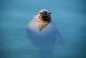 Im Hafen können Touristen gegen Bezahlung Seerobben streicheln oder die Faulenzer im Wasser beobachten.