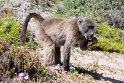 Suedafrika 2018-09-09 13-08-33 (DSC_3973)