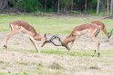 Suedafrika 2018-09-15 14-27-23 (DSC_4827)