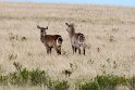 Suedafrika 2018-09-15 16-05-39 (DSC_5120)