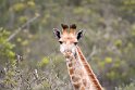 Suedafrika 2018-09-15 16-53-59 (DSC_5226)