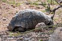 Suedafrika 2018-09-16 09-27-15 (DSC_5288)