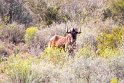 Suedafrika 2018-09-16 10-04-29 (DSC_5386)