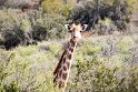 Suedafrika 2018-09-16 10-29-06 (DSC_5414)