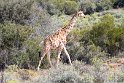 Suedafrika 2018-09-16 10-29-25 (DSC_5418)