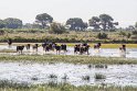 Die Stiere in der Camargue, ein Wahrzeichen der Region.