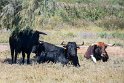 Die vermutlich unfreundlichere, sicherlich schmerzhaftere Variante, die spanischen Stiere, zum Verzehr gezüchtet.