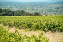 Wir fahren an vielen Weinbergen vorbei. Nach 45 Minuten Fahrt mit nur 5-6 Mitfahrern für unglaubliche 1,60 Euro steigen wir aus beim Rond Point Pont du Gard.