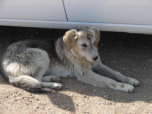 DSC00379.JPG - Hund an der Raststätte.
