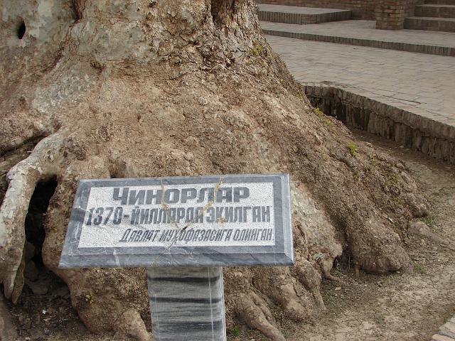 DSC00628.JPG - Baum von 1370 im Hof der Nekropole DAR US SAADAT ("Wohnsitz der Macht")