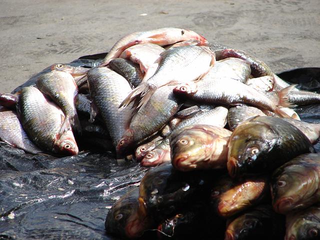 DSC00975.JPG - Fische