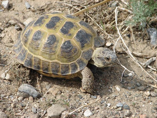 DSC01007.JPG - Schildkröten auf der WAnderschaft....