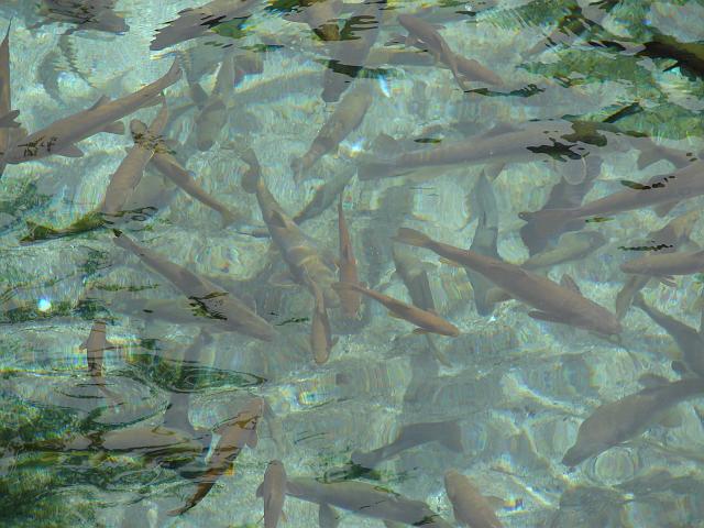 DSC01013.JPG - ...mit heiligen Fischen ....