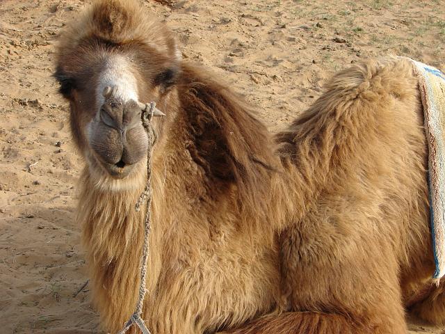 DSC01040.JPG - Mein Reittier für die "Kamelsafarie"