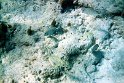 Die Fische sind noch sehr übersichtlich.
