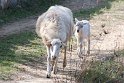 Auf dem ganzen Weg sind Ziegen und Schafe unsere Begleiter.
