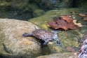 Die dort lebende Wasserschildkröte kommt angeschwommen und beäugt uns neugierig. Kleine Stücke Äpfel lässt sie übers Wasser brausen.