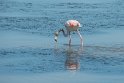 Die rosafarbenen Flamingos zählen neben den weißen Pferden und den schwarzen Stieren zu den Bewohnern der Camargue.