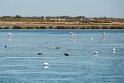 Seit Beginn der 70iger Jahre vermehrt sich diese grösste Kolonie der Rosa Flamingos des westlichen Mittelmeers auf einer Brutinsel
in der Camargue.
